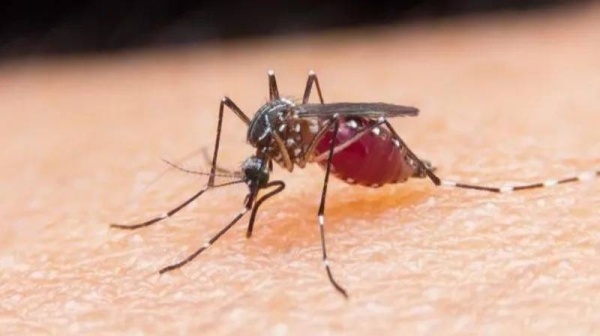 Malaria is caused by a complex parasite which is spread by mosquito bites