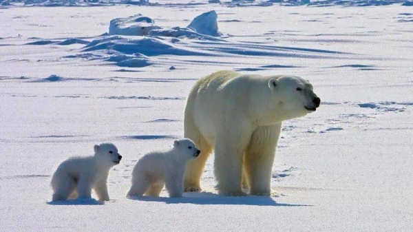 In a warming Arctic, polar bears are spending more of their time on land