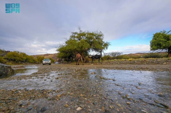 Continuous rainfall led to form picturesque scenes of greenery where camels grazing in the midst of flowing rainwater in the valleys of Al-Baha region.
