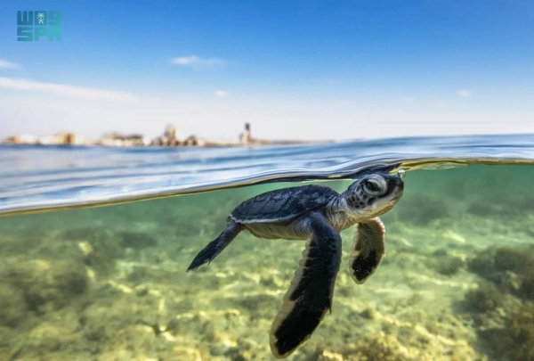 The Four Sisters Islands—Marmar, Dahreb, Malathu, and Jadir—are renowned for their high concentration of sea turtle nesting sites.