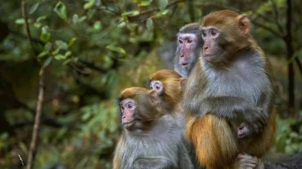 Rhesus macaque monkeys, the type of primate that escaped a South Carolina research facility Wednesday