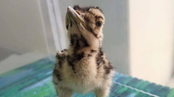 A great Indian bustard chick was recently conceived through artificial insemination in India's Rajasthan