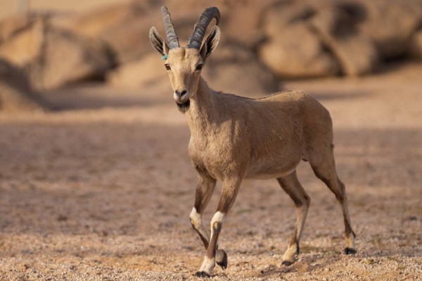 Saudi Arabia releases 80 endangered animals into Prince Mohammed bin Salman Royal Reserve