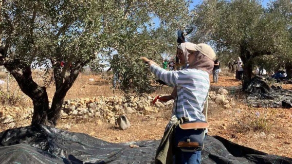 The olive harvest is a vital activity for the Palestianian economy in the West Bank