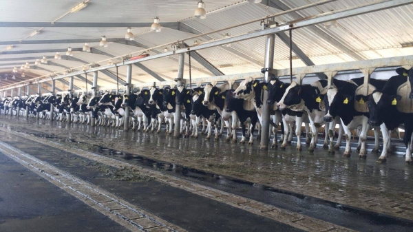 Riyadh ranked first in terms of raw milk production, with 1.6 billion liters, followed by the Eastern Province with 1 billion liters.
