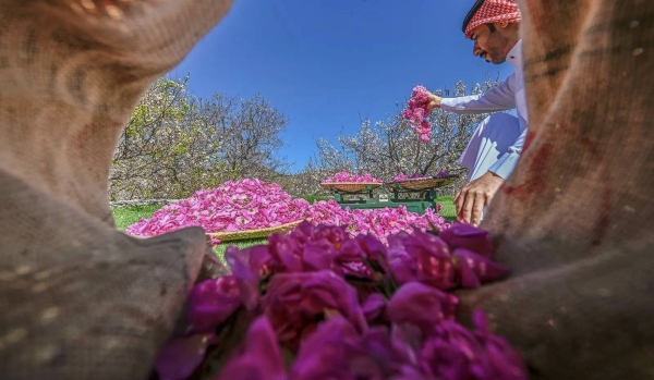 The Taif region’s rose traditions are integral to its cultural identity. 