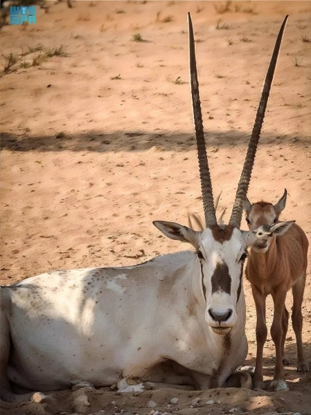 Prince Mohammed bin Salman Royal Reserve has announced the birth of its 15th Arabian oryx calf since the launch of its rewilding program in late 2022.