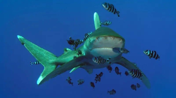 File photo of a shark in the waters of the coast of Marsa Alam in Egypt