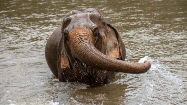 Bathing elephants is a popular activity among tourists in Thailand, but activists have criticised it as unethical