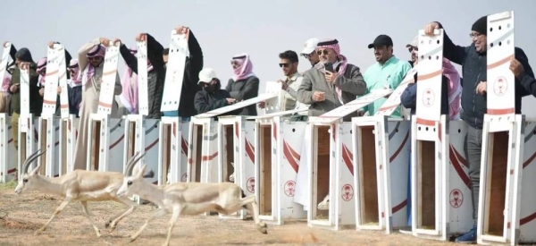 The National Center for Wildlife releases 95 endangered animals into the Imam Turki bin Abdullah Royal Natural Reserve.