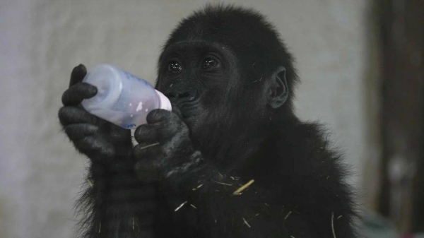 Zeytin, a 5-month-old male gorilla who was rescued at Istanbul Airport, drinks milk in a specially created section of a zoo, in Istanbul, Turkey on Sunday, January 12, 2025