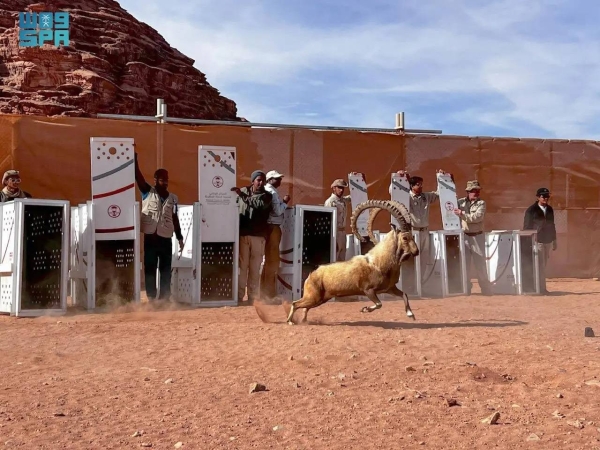 NEOM Nature Reserve received on Tuesday 100 Arabian oryxes, 20 Arabian gazelles, eight Nubian ibexes, and six Idmi gazelles.
