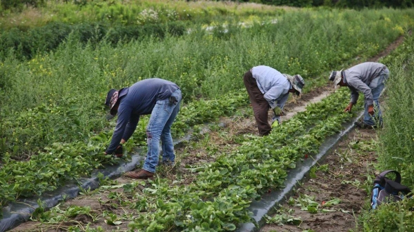 Migrant workers remove weeds surrounding strawberries plants at a farm in Markham, Ontario, in 2023