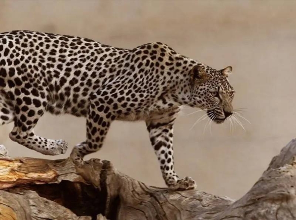 RCU celebrates World Arabian Leopard Day