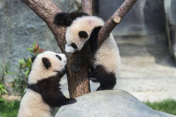 Hong Kong launches naming contest for twin panda cubs