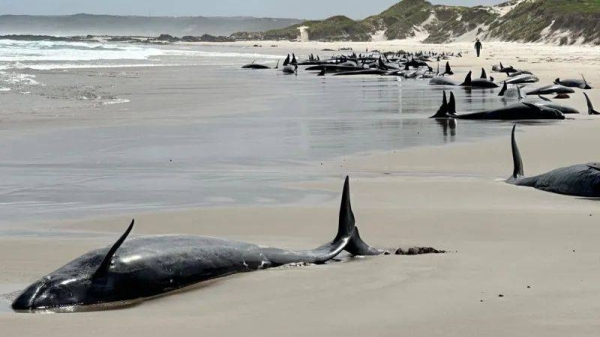 The whales have beached in the north-west corner of Tasmania