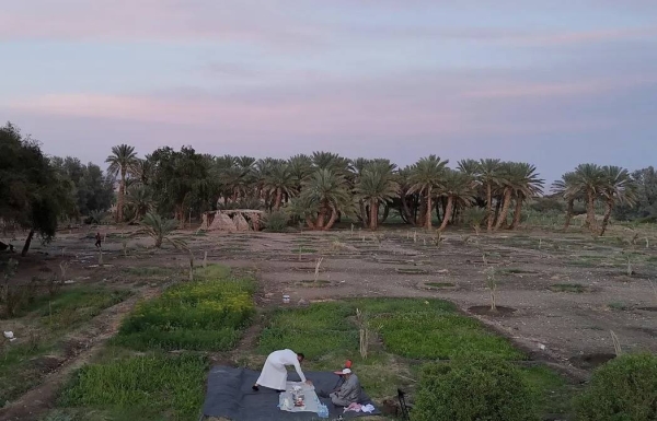 AlUla’s palm groves. (SPA)