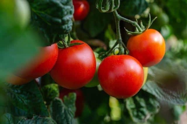 Saudi Arabia achieves 76% self-sufficiency in tomato production