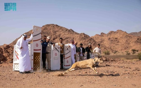 The release included 10 species in Hegra Reserve, comprising six mountain goats and four edmi antelopes, in addition to six mountain goats released in Wadi Nakhlah Reserve.