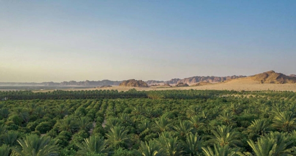 Rich agricultural produce enhances Ramadan meals in AlUla