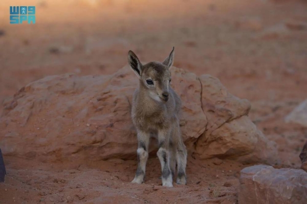 The King Salman bin Abdulaziz Royal Reserve Development Authority stated that over the past period, more than 81 mountain ibexes have been reintroduced across various areas of the reserve.
