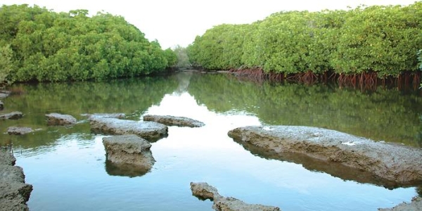 Saudi Arabia joins Ramsar Convention to protect wetlands and biodiversity