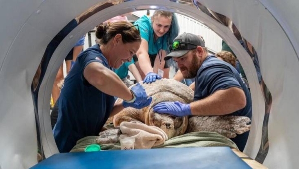 302-pound sea turtle injured by boat receives CT scan on horse machine