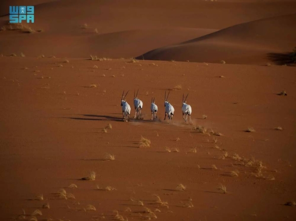 Uruq Bani Ma’arid spans 12,765 square kilometers at the western edge of the Empty Quarter—the world’s largest continuous sand desert—harboring the greatest biodiversity in the Empty Quarter.