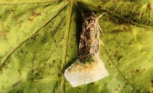 Moths layed eggs on plants based on the sounds they made, which indicated their health