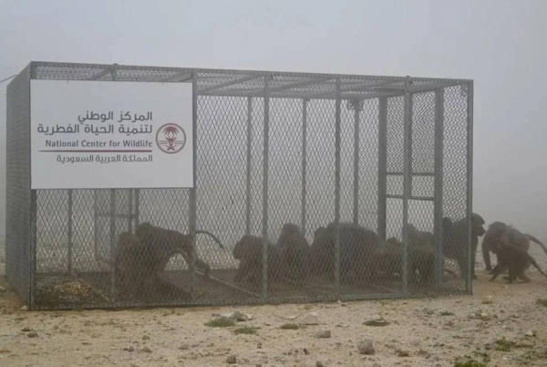 Baboon sightings in Riyadh linked to illegal pet release: wildlife center
