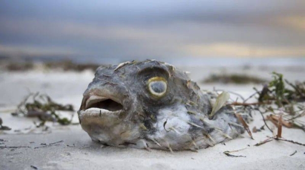 Authorities say more than 400 species of marine life have died