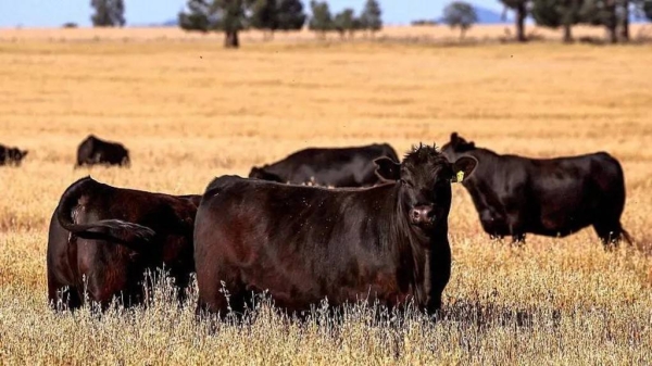 Australia has some of the strictest biosecurity rules in the world