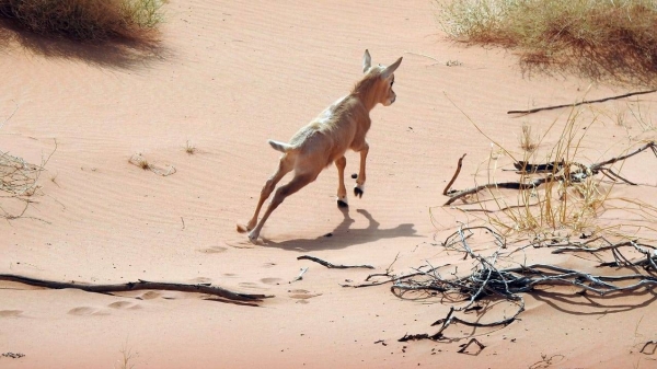 Saudi Arabia celebrates birth of Arabian oryx at Uroq Bani Ma'arid Reserve