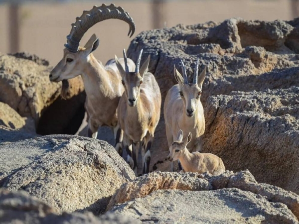 Prince Mohammed bin Salman Reserve celebrates birth of two endangered Nubian ibexes