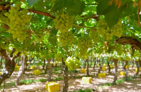 Saudi Arabia produces over 122,000 tons of high-quality local grapes during peak summer season