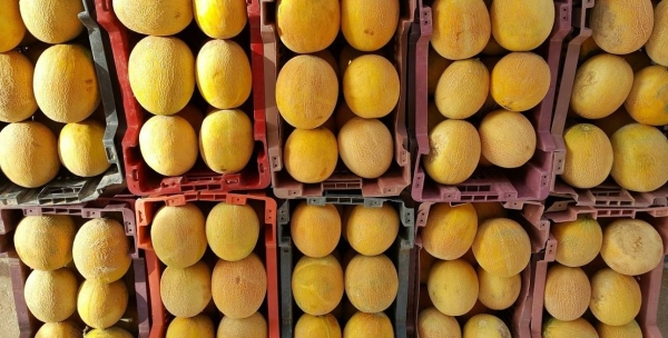 Saudi markets see strong demand for local melons as summer harvest hits 63,000 tons