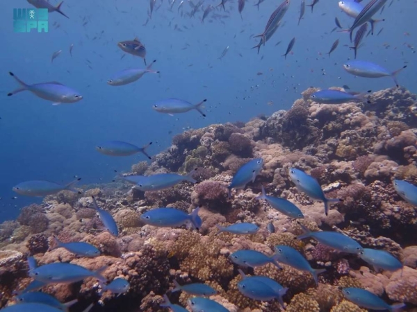 Saudi Arabia continues its efforts to protect its marine ecosystems and blue economy, which is projected to contribute SR22 billion and create 100,000 jobs by 2030.
