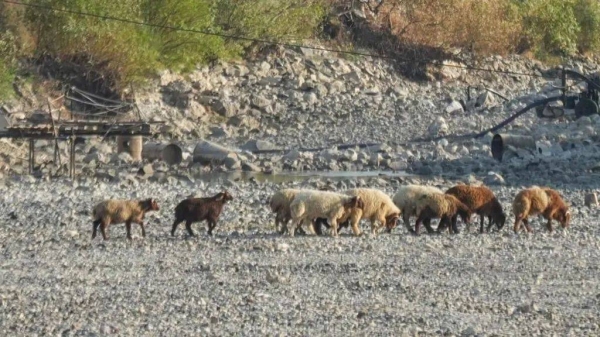 Sheep walk among the dried-out bed of the Orontes River in Jisr al-Shughour, northern Syria